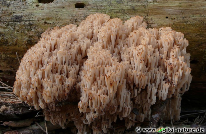 Artomyces pyxidatus Lebensraum
