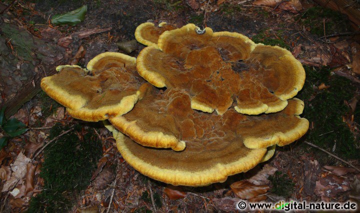 Kiefern-Braunporling - Merkmale