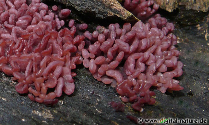 Fleischroter Gallertbecher Nebenfruchtform