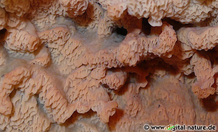 Gallertfleischiger Fältling Substrate