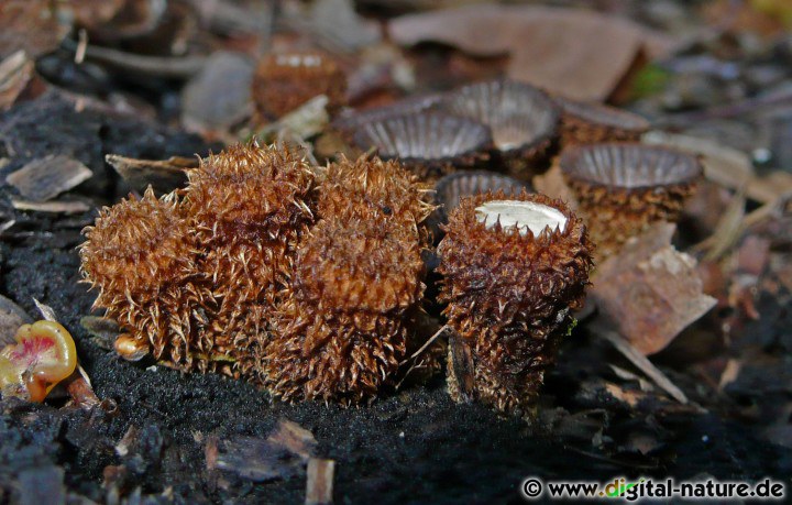 Teuerling Sporenbehälter