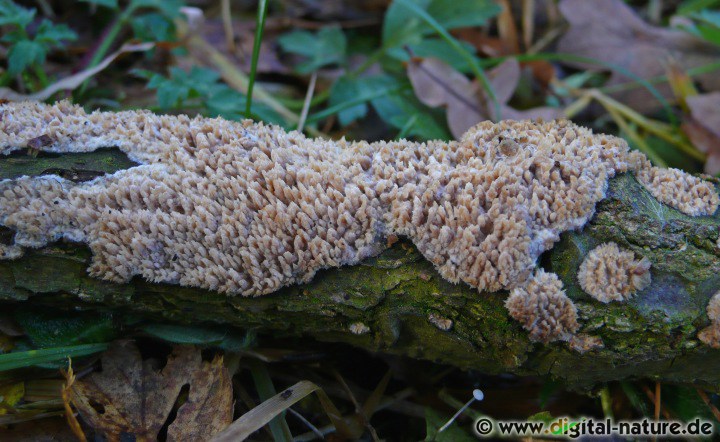 Reibeisenpilz Substrate