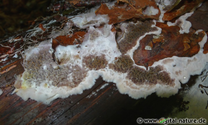 Hausschwamm Substrate