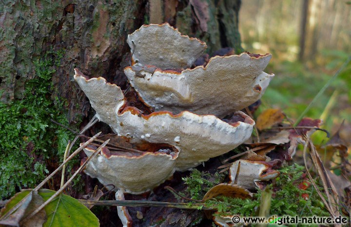 Forstschädling Wurzelschwamm - Merkmale