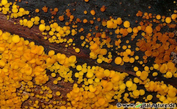 Holzbecherchen Merkmale