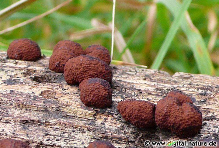 Brandfladen oder Rötlicher Kugelpilz