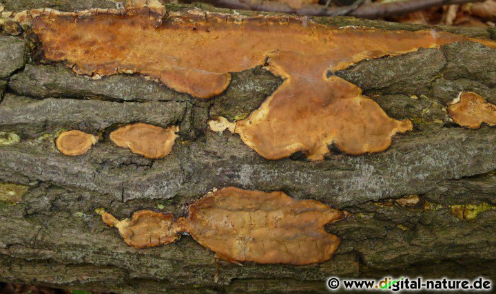 Lederrindenpilz - Foto und Merkmale