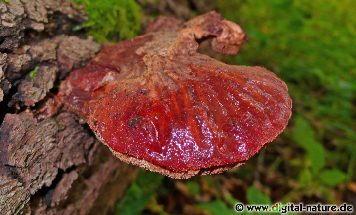 Ochsenzunge oder Leberpilz Substrate