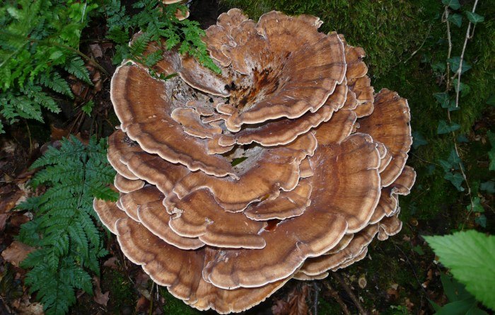 Riesenporling Substrate