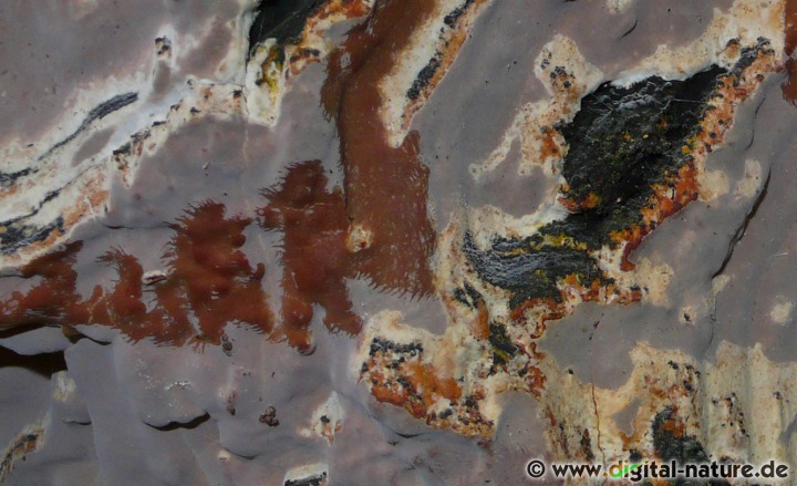 Runzeliger Schichtpilz Substrate Rotbuche, Eiche und Hasel