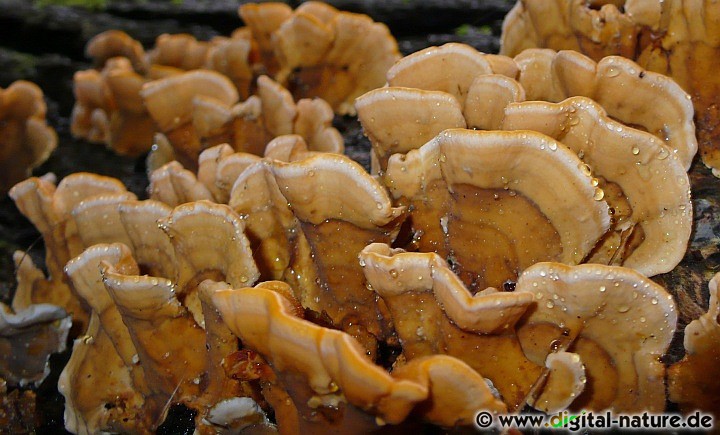 Schichtpilz Parasiten Merkmale