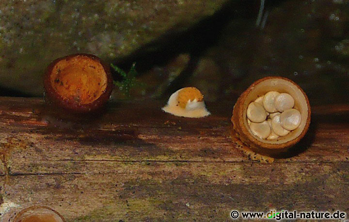Tiegel-Teuerling Fruchtkörper und Sporenbehälter