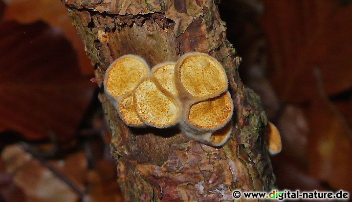 Tiegel-Teuerling Substrate