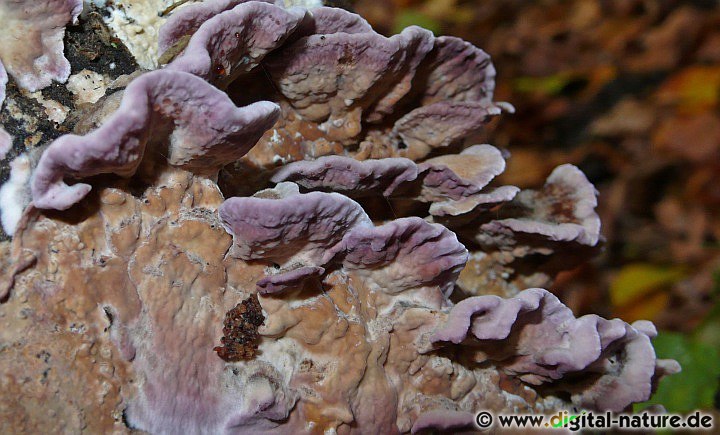 Resupinat (krustenartig) wachsender Pilz
