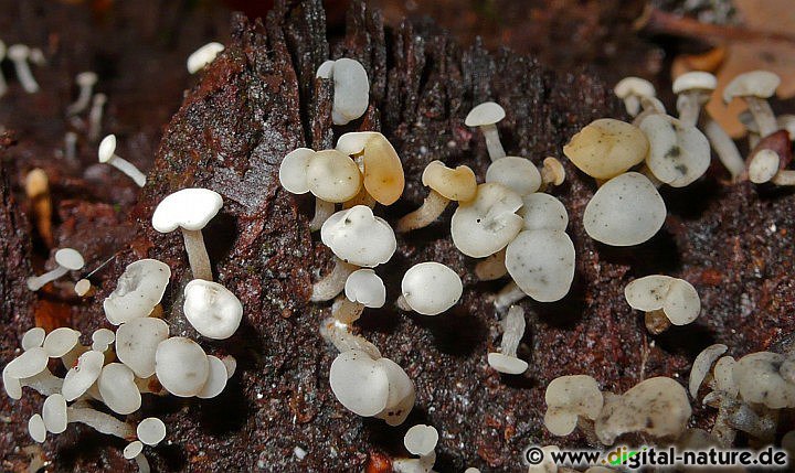 Cudoniella acicularis Substrate und Vorkommen