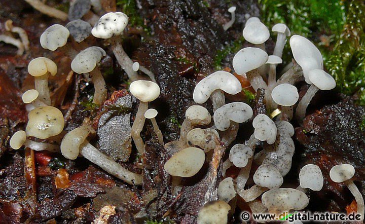 Dünnstieliger Helmkreisling im feuchten Lebensraum