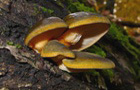 Gelbstieliger Muschelseitling
