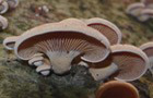 Herber Zwergknäueling
