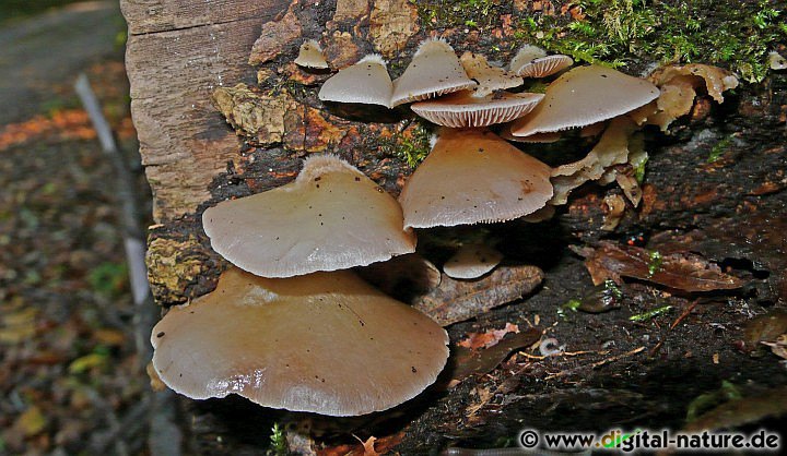 Crepidotus mollis - Gallertartige Fruchtkörper