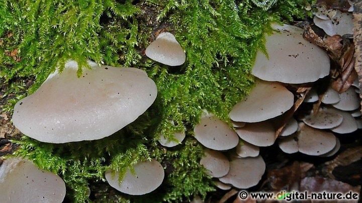 Gallertfleischiges Stummelfüßchen Substrate
