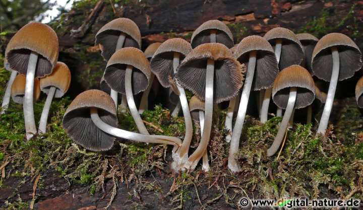 Glimmertintling Lamellen Merkmale