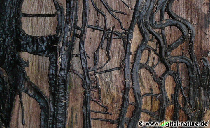 Myzelstränge (Rhizomorphe) einer Armillaria-Art