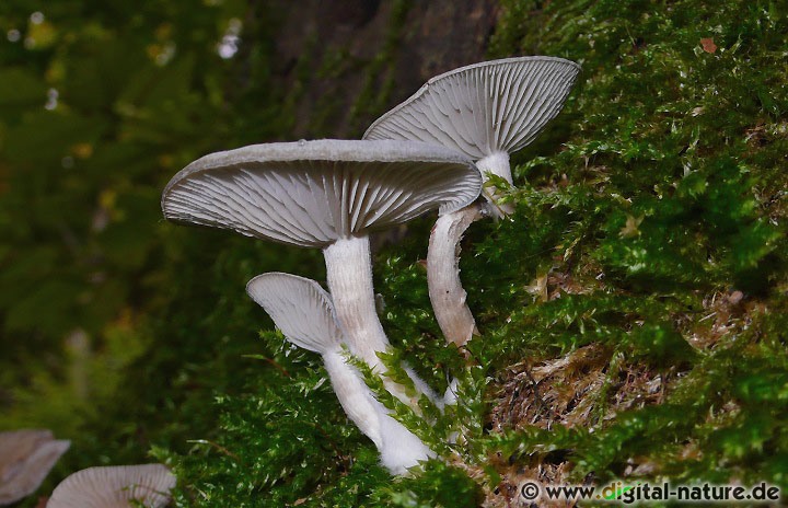 Bepuderter Holztrichterling Substrate und Merkmale