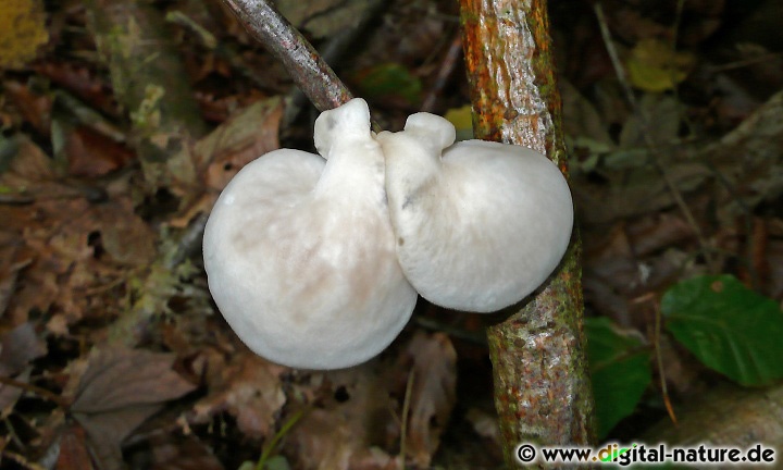 Pleurotus pulmonarius wächst an Buchen-Totholz
