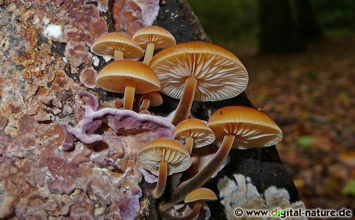 Gemeiner Samtfußrübling (Winterpilz) Fruchtkörper