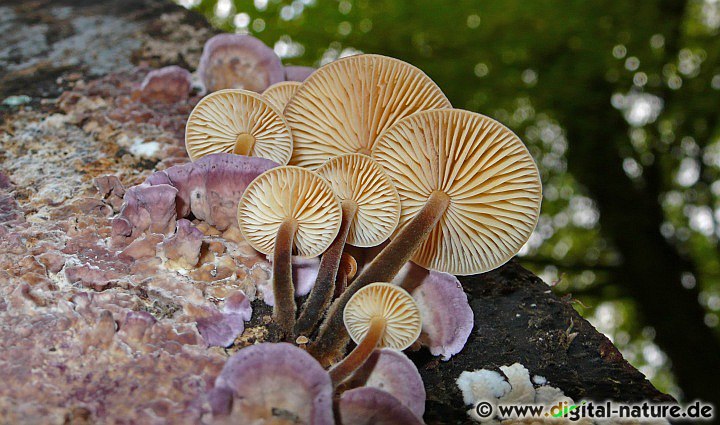 Speisepilz Samtfußrübling (Enoki) und Vitalpilz