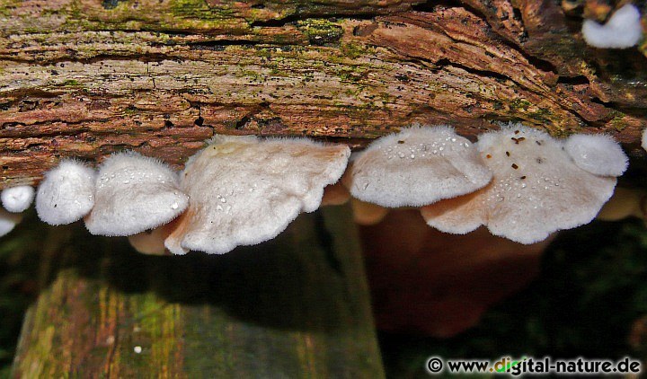 Stummelfüßchen leben von verwesendem Laubholz