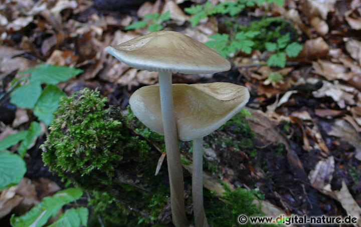 Grubiger Wurzelrübling Substrate und Lebensraum