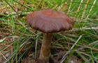 Erdigriechender Gürtelfuß