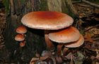 Ziegelroter Schwefelkopf
