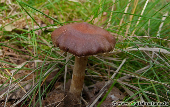 Wurzelsymbiose (Mykorrhiza) beim Erdigriechenden Gürtelfuß