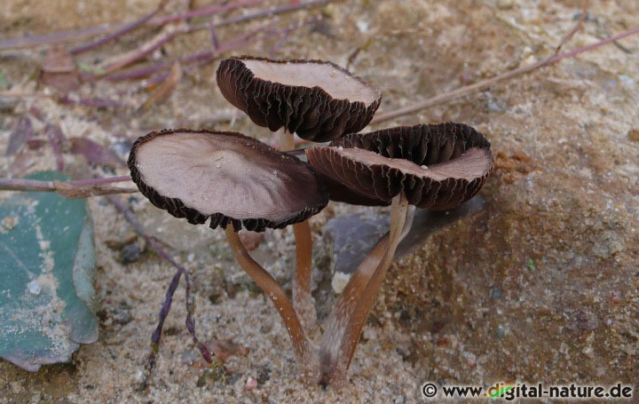 Dunkelblättler bei der Sandgrube in Poggenhagen