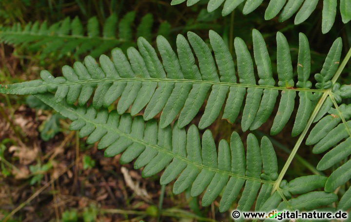 Pteridium aquilinum ist mit bis zu 3 Meter Höhe unser größter heimischer Farn