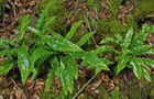 Hirschzungenfarn
