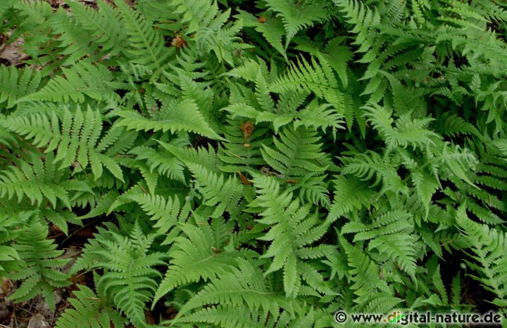 Phegopteris connectilis wächst in Laub- oder Mischwäldern