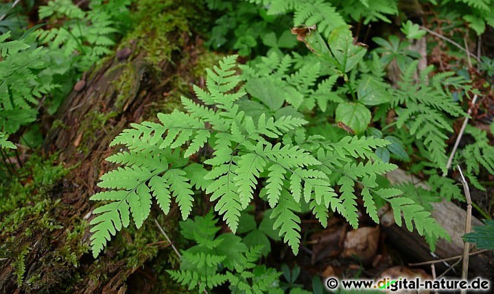 Gymnocarpium dryopteris findet man auf kalkarmen Böden