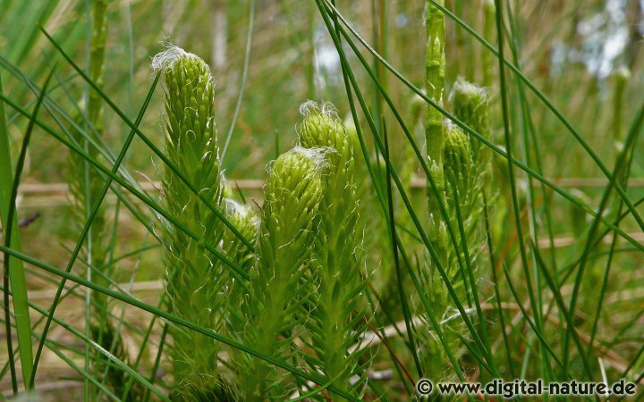 Lycopodium clavatum ist eine Gefäßsporenpflanze mit bis zu 4 Meter langen kriechenden Sprossen