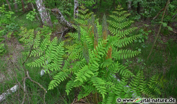 Osmunda regalis benötigt einen Lebensraum mit hoher Luftfeuchtigkeit