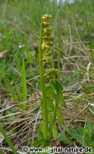 Botrychium lunaria findet man auf Kalk-Magerrasen