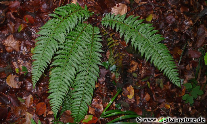 Polystichum aculeatum wächst in feuchten Schlucht- oder Bergwäldern