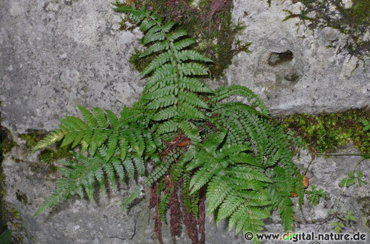 Dryopteris filix-mas findet man in frischen Wäldern oder im Gebüsch