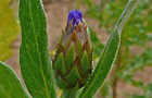 Berg-Flockenblume