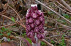 Rote Pestwurz