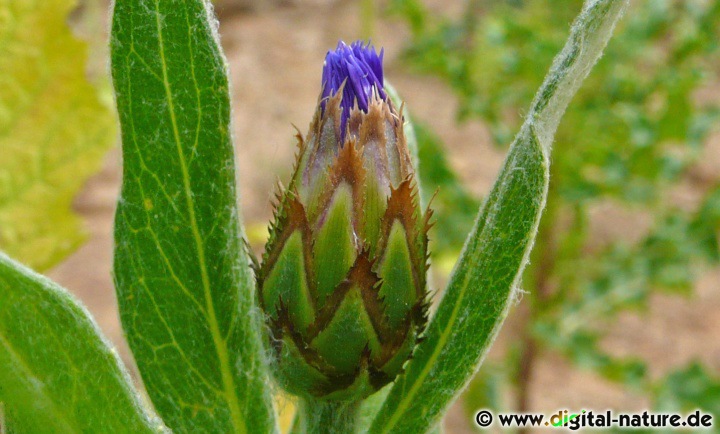 Die Berg-Flockenblume ist eine alte Heilpflanze