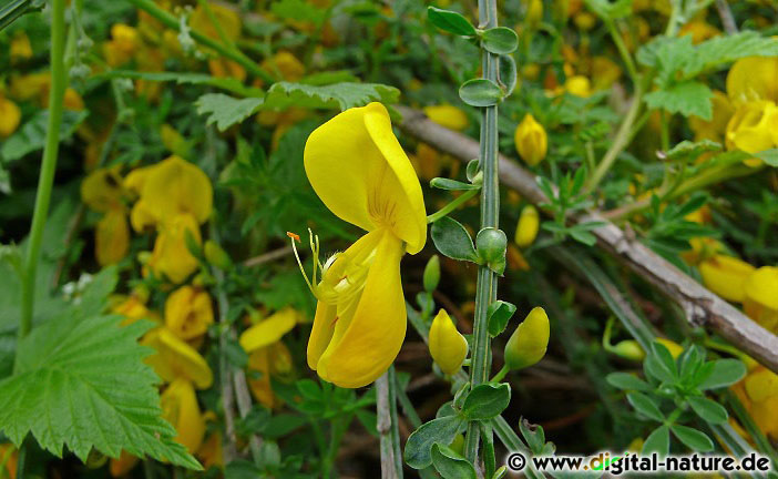 Der giftige Besenginster (Cytisus scoparius) wächst an Wegrändern