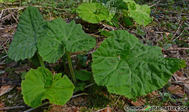 Bach-Pestwurz Blatt Merkmale